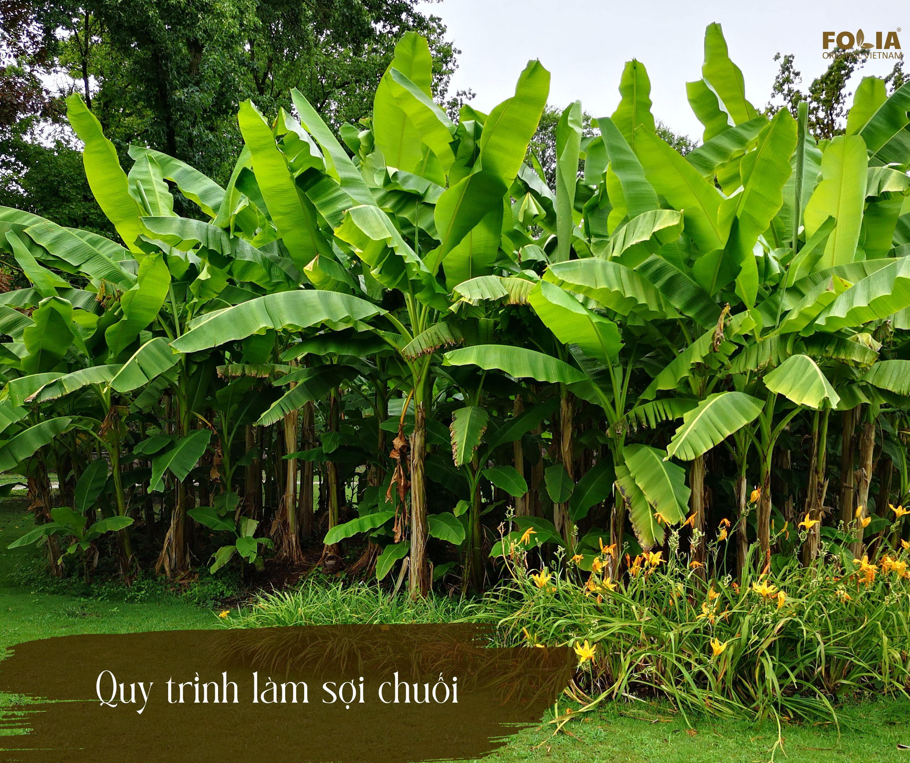 Quy trình xử lý sợi chuối